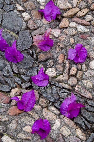 Mexico, Bougainvillea petals on cobblestones